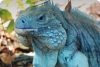 Blue Iguana Conservation and QEII Botanic Park Offer a Joint Ticket and One Great Experience