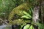 ORCHID BOARDWALK