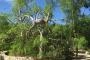 XEROPHYTIC GARDEN