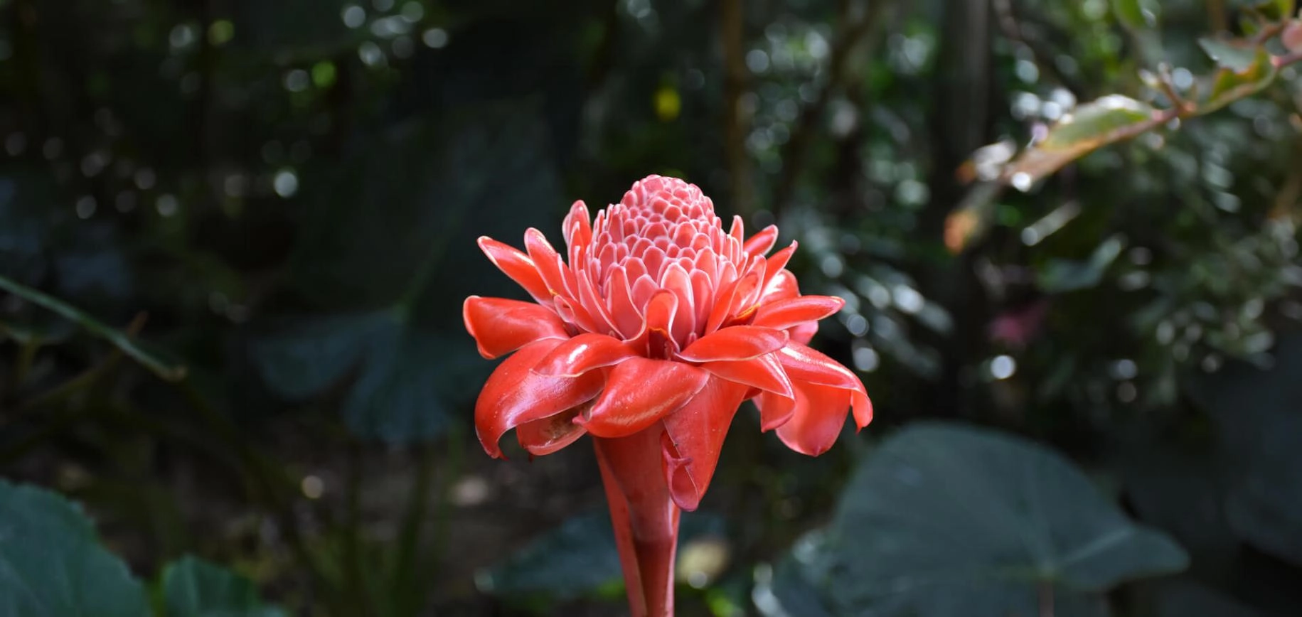 Queen Elizabeth ii Botanic Park