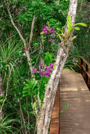 ORCHID BOARDWALK