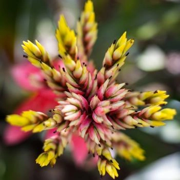 Queen Elizabeth Botanic Park