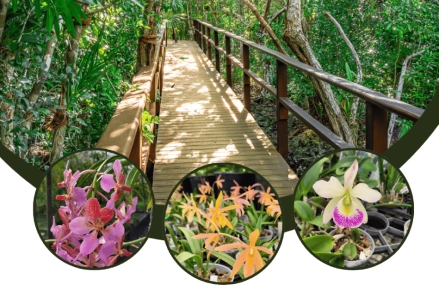 Orchid show and sale