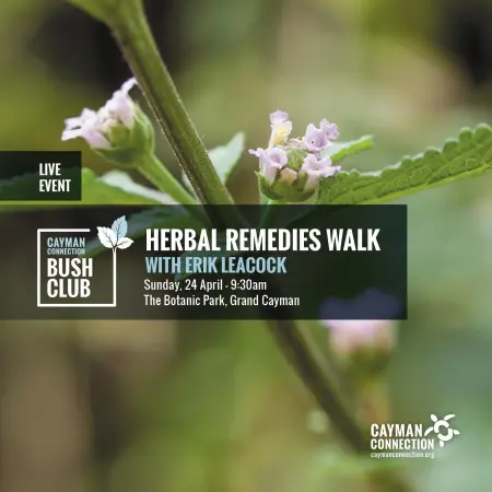 HERBAL REMEDIES WALK