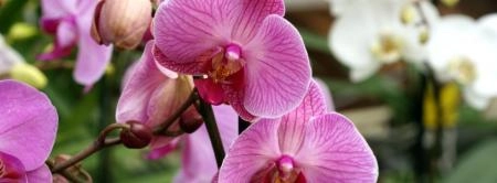 ANNUAL ORCHID SHOW