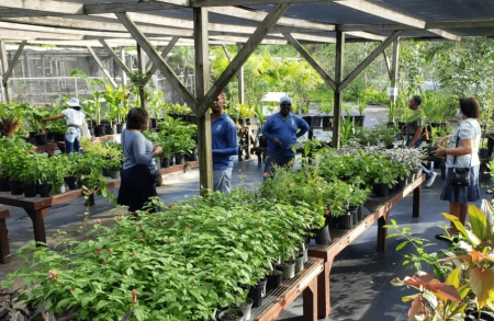 PLANT SALE