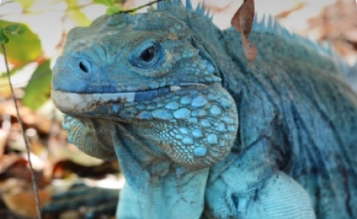 Blue Iguana Conservation and QEII Botanic Park Offer a Joint Ticket and One Great Experience