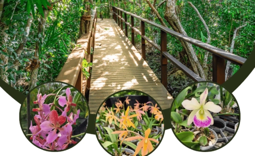 Orchid show and sale