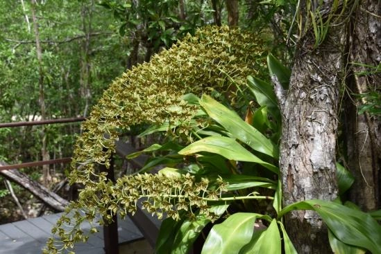 ORCHID BOARDWALK
