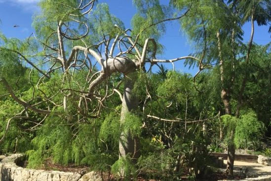XEROPHYTIC GARDEN