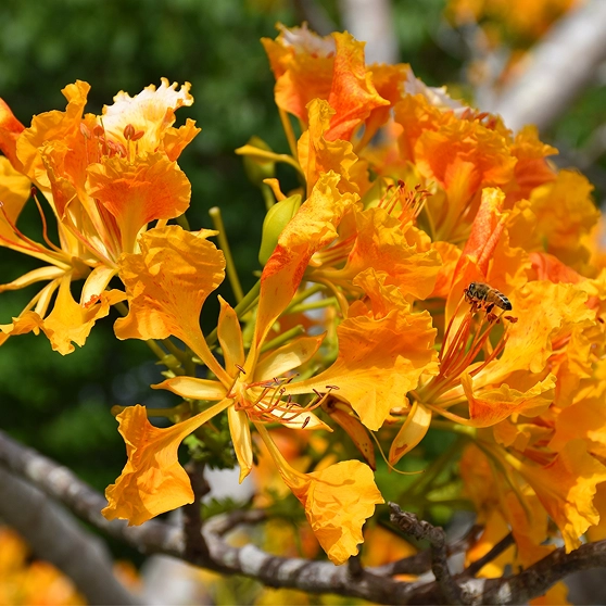 Experience Cayman's native gardens & wildlife