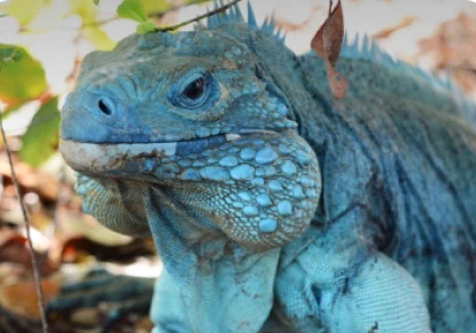 Blue Iguana Conservation and QEII Botanic Park Offer a Joint Ticket and One Great Experience