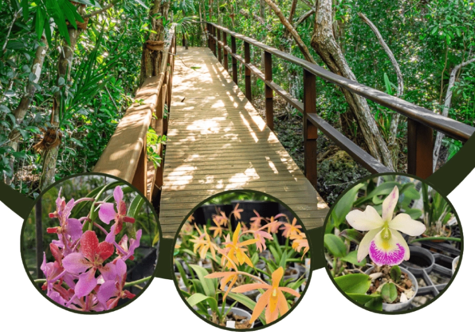 Orchid show and sale