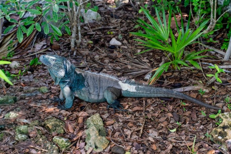 Blue Iguana Conservation (BIC) facility